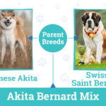 Akita Bernard: A Comprehensive Guide