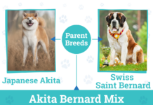 Akita Bernard: A Comprehensive Guide Akita Bernard: A Comprehensive Guide