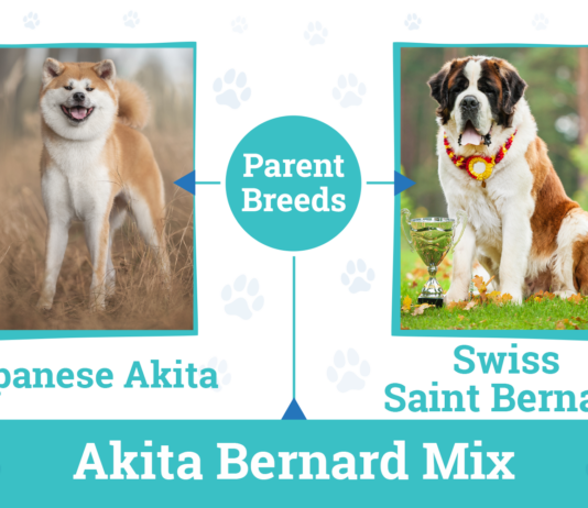 Akita Bernard: A Comprehensive Guide Akita Bernard: A Comprehensive Guide