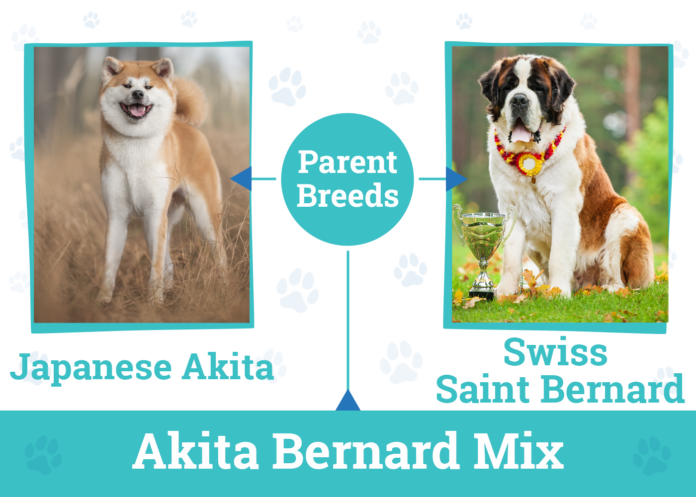 Akita Bernard: A Comprehensive Guide