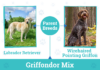 Griffondor Dog Breed Information: Pictures, Temperament, and Traits Griffondor Dog Breed Information: Pictures, Temperament, and Traits