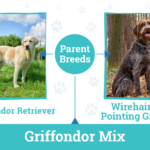 Griffondor Dog Breed Information: Pictures, Temperament, and Traits