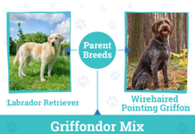 Griffondor Dog Breed Information: Pictures, Temperament, and Traits Griffondor Dog Breed Information: Pictures, Temperament, and Traits