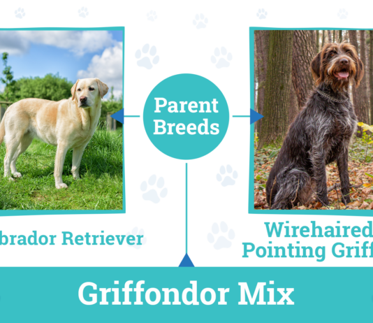Griffondor Dog Breed Information: Pictures, Temperament, and Traits Griffondor Dog Breed Information: Pictures, Temperament, and Traits