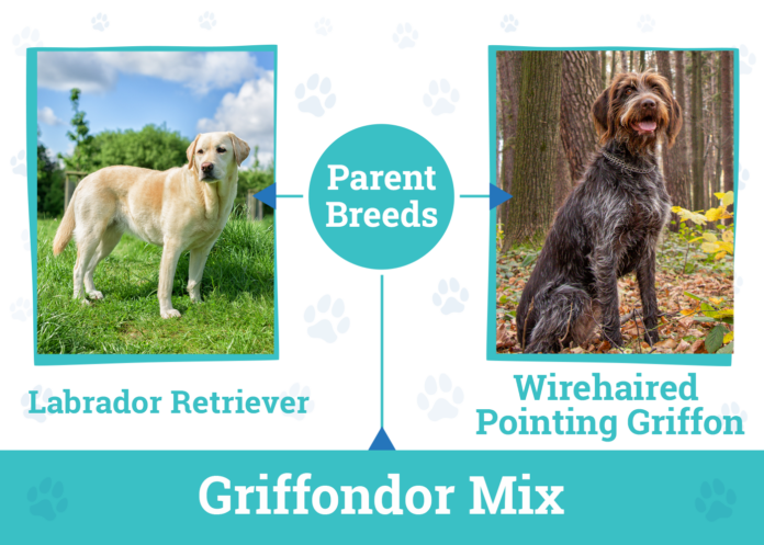 Griffondor Dog Breed Information: Pictures, Temperament, and Traits