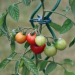 Tomato Plants Toxicity to Dogs: Vet-Verified Safety Facts