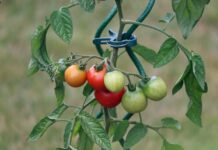 Tomato Plants Toxicity to Dogs: Vet-Verified Safety Facts Tomato Plants Toxicity to Dogs: Vet-Verified Safety Facts