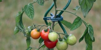 Tomato Plants Toxicity to Dogs: Vet-Verified Safety Facts Tomato Plants Toxicity to Dogs: Vet-Verified Safety Facts