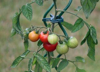 Tomato Plants Toxicity to Dogs: Vet-Verified Safety Facts Tomato Plants Toxicity to Dogs: Vet-Verified Safety Facts