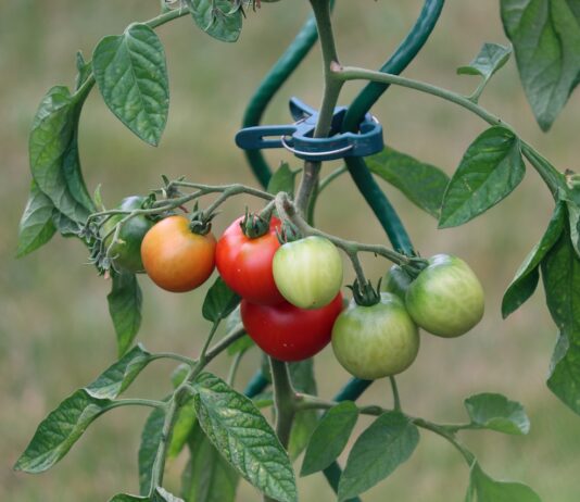 Tomato Plants Toxicity to Dogs: Vet-Verified Safety Facts Tomato Plants Toxicity to Dogs: Vet-Verified Safety Facts