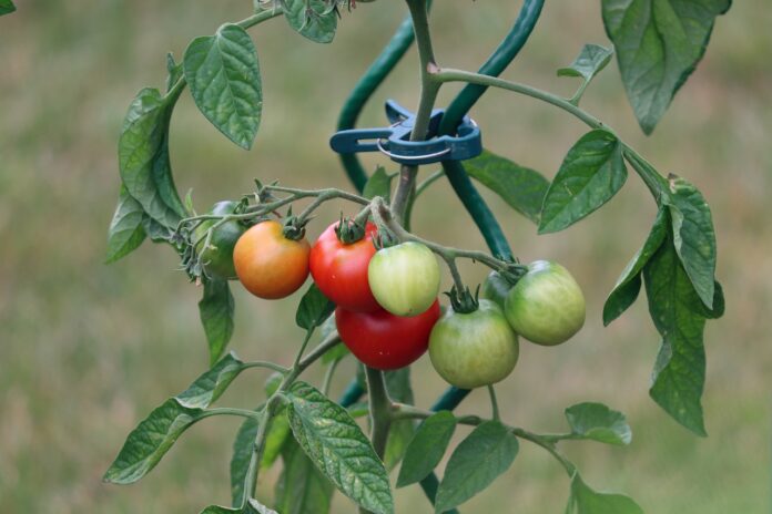 Tomato Plants Toxicity to Dogs: Vet-Verified Safety Facts