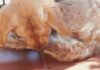 Why Dogs Bite Themselves: 6 Vet-Approved Reasons and Tips