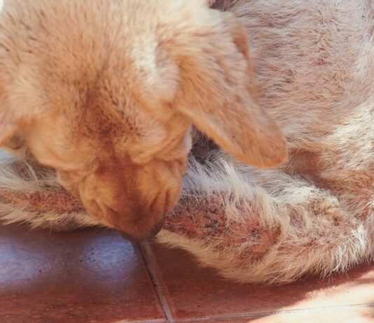 Why Dogs Bite Themselves: 6 Vet-Approved Reasons and Tips Why Dogs Bite Themselves: 6 Vet-Approved Reasons and Tips