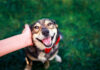 How to Keep Your Dog Happy: 13 Essential Tips for a Joyful Pup How to Keep Your Dog Happy