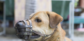 Why Do Some Dogs Need to Be Muzzled at the Vet? Essential Vet-Approved Reasons & Guide Why Do Some Dogs Need to Be Muzzled at the Vet? Essential Vet-Approved Reasons & Guide