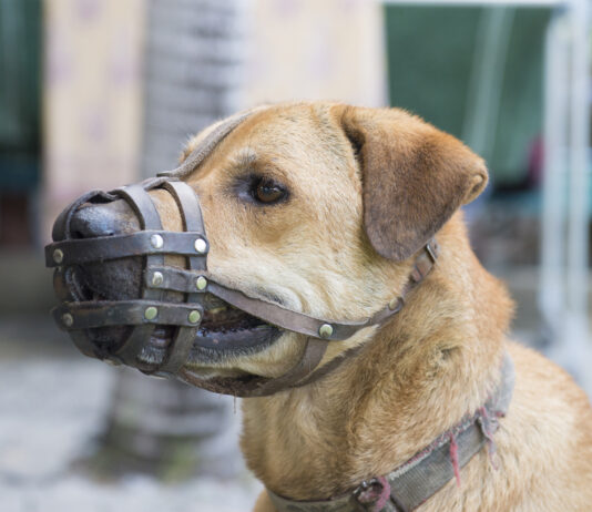 Why Do Some Dogs Need to Be Muzzled at the Vet? Essential Vet-Approved Reasons & Guide Why Do Some Dogs Need to Be Muzzled at the Vet? Essential Vet-Approved Reasons & Guide