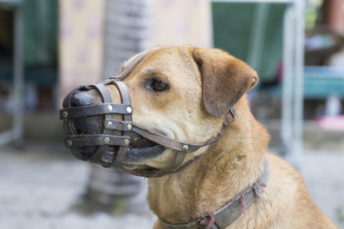 Why Do Some Dogs Need to Be Muzzled at the Vet? Essential Vet-Approved Reasons & Guide