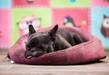 French Bulldog Flatulence: Why Do They Fart So Much? French Bulldog Flatulence: Why Do They Fart So Much?