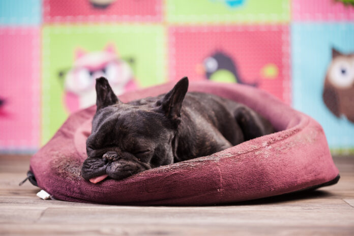 French Bulldog Flatulence: Why Do They Fart So Much?