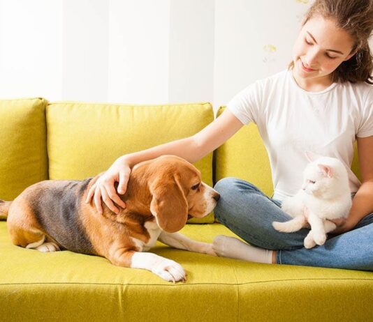 Beagles: Why They Are the Best Dogs for Families Beagles: Why They Are the Best Dogs for Families