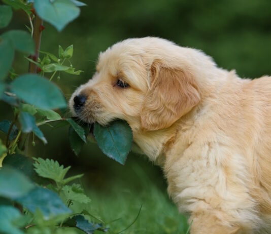 Reasons Dogs Eat Leaves: Vet-Verified Insights Reasons Dogs Eat Leaves: Vet-Verified Insights