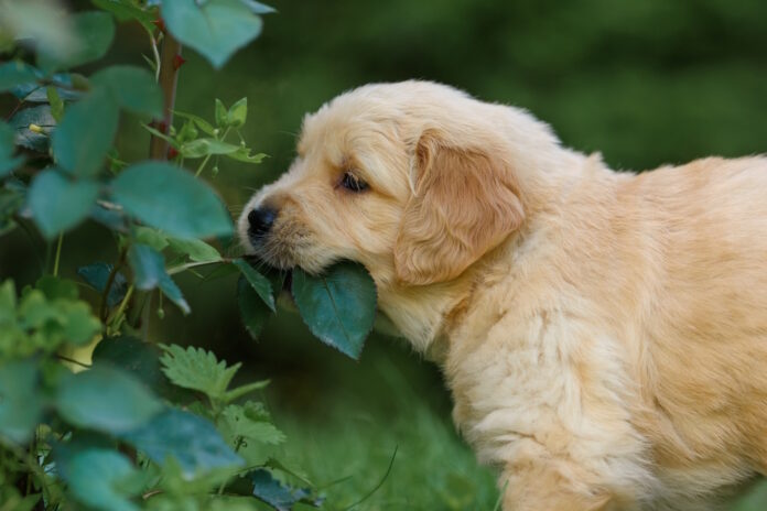 Reasons Dogs Eat Leaves: Vet-Verified Insights