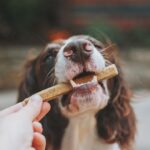 The Importance of Feeding Your Dog High-Quality Food