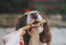 The Importance of Feeding Your Dog High-Quality Food The Importance of Feeding Your Dog High-Quality Food
