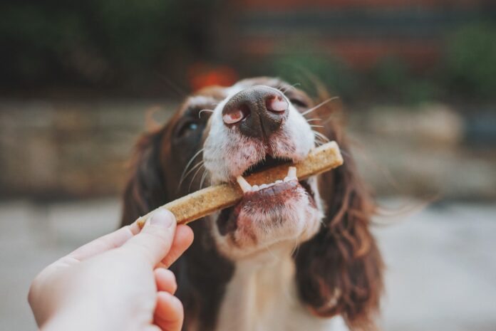 The Importance of Feeding Your Dog High-Quality Food