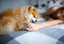 Why Dogs Lick You Before Bed: 5 Vet-Reviewed Reasons Why Dogs Lick You