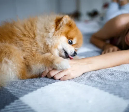 Why Dogs Lick You Before Bed: 5 Vet-Reviewed Reasons Why Dogs Lick You