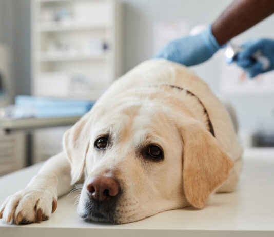 How to Recognize if Your Dog is Dying or Just Sick: 9 Key Signs to Watch How to Recognize if Your Dog is Dying or Just Sick: 9 Key Signs to Watch