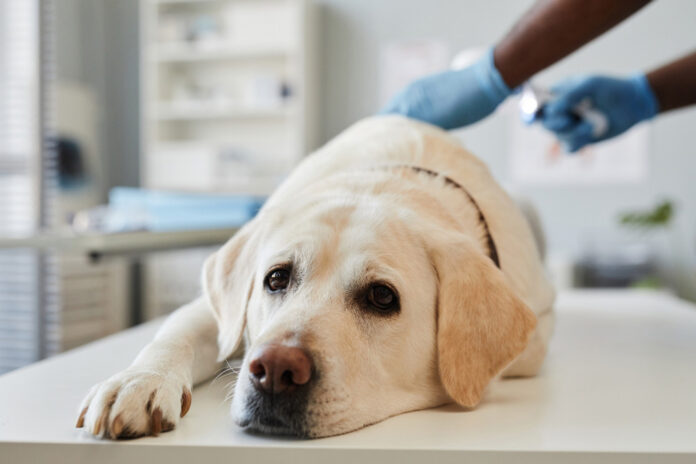 How to Recognize if Your Dog is Dying or Just Sick: 9 Key Signs to Watch