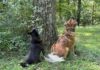 Are Dogs Attracted to Danger? Understanding Their Risky Behavior Are Dogs Attracted to Danger?