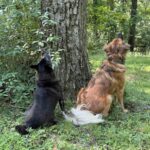 Are Dogs Attracted to Danger? Understanding Their Risky Behavior Are Dogs Attracted to Danger?