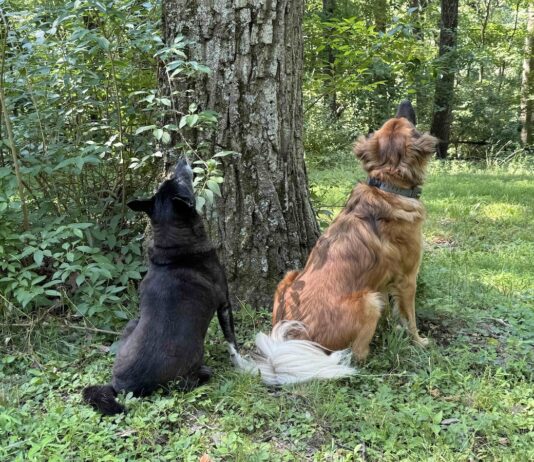 Are Dogs Attracted to Danger? Understanding Their Risky Behavior Are Dogs Attracted to Danger?