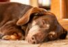 Understanding Sleep Apnea in Dogs: Key Insights