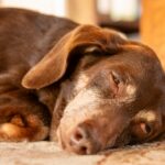 Understanding Sleep Apnea in Dogs: Key Insights