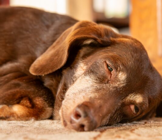 Understanding Sleep Apnea in Dogs: Key Insights Understanding Sleep Apnea in Dogs: Key Insights