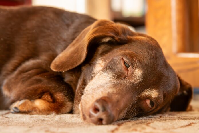 Understanding Sleep Apnea in Dogs: Key Insights