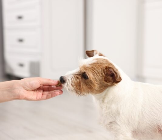 Deworming Dogs: Essential Schedules for Puppies and Adults Deworming Dogs: Essential Schedules for Puppies and Adults