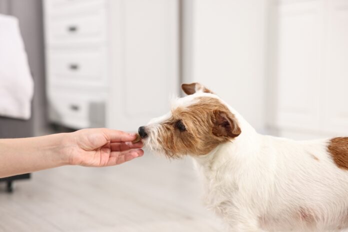 Deworming Dogs: Essential Schedules for Puppies and Adults