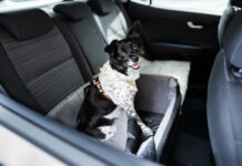 Why Dogs Pant in the Car: Causes, Risks, and Prevention Why Dogs Pant in the Car: Causes Risks and Prevention