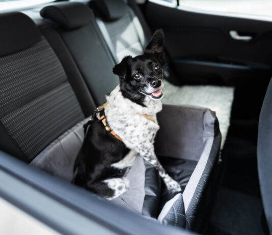 Why Dogs Pant in the Car: Causes, Risks, and Prevention Why Dogs Pant in the Car: Causes Risks and Prevention