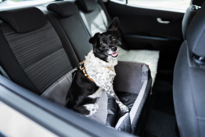 Why Dogs Pant in the Car: Causes Risks and Prevention