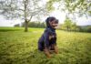 Understanding Rottweiler Size