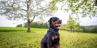 Understanding Rottweiler Size: Complete Growth Chart Understanding Rottweiler Size