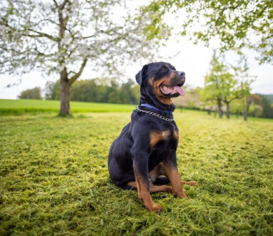 Understanding Rottweiler Size: Complete Growth Chart Understanding Rottweiler Size