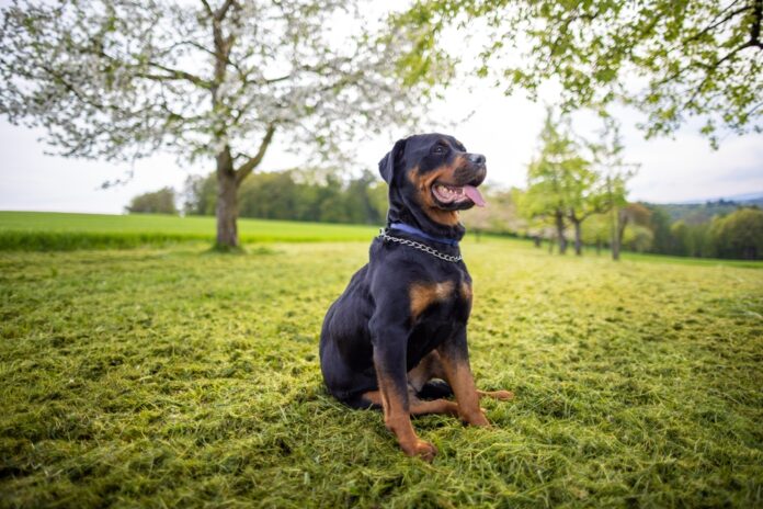 Understanding Rottweiler Size