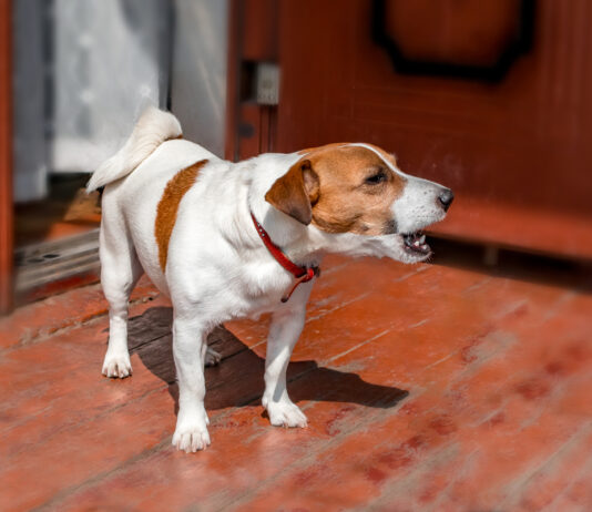 Dogs Have Vocal Cords: Understanding Canine Vocalization (Vet-Reviewed) Dogs Have Vocal Cords